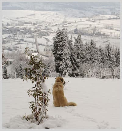 Tescil Edilmiş Bir Irk: Kangal Köpeği
