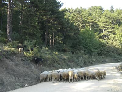 Ormanda Hayvan Otlatanlara Cezai İşlem