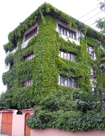 Sarmaşıktan Apartman