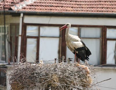 Anne Leyleğin Yavrularını Sıcaktan Koruma Mücadelesi