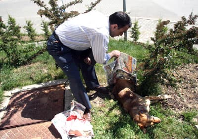 Köpek Ölümlerine Veteriner Tepkisi