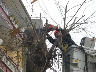 SEDAŞ'ın Ağaçlarla Mücadelesi!