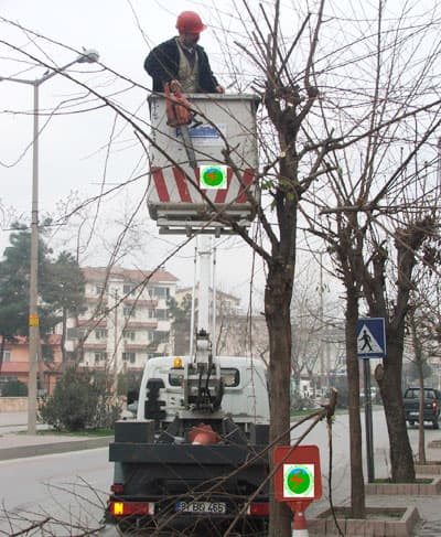 SEDAŞ'ın Ağaçlarla Mücadelesi!