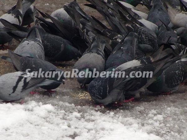 Sakarya'da kaç köy yolu kapalı?