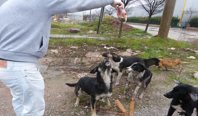 Sokak hayvanlarına yardım 