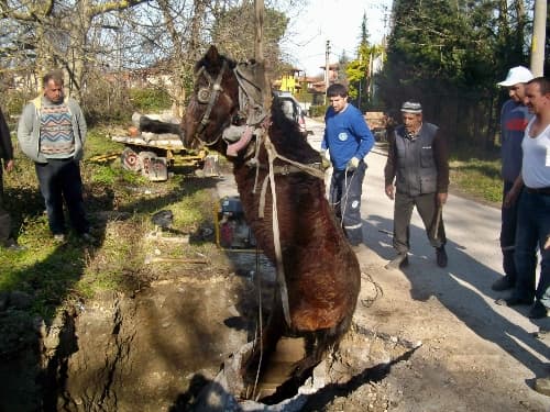 SASKİ, atı kurtarmak için seferber oldu
