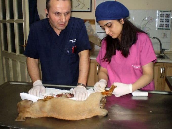 Yaralı köpeği önce tedavi ettirdi, sonra da sahiplendi!