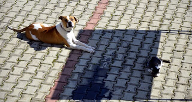 İnsanların yapmadığını bu köpek yaptı