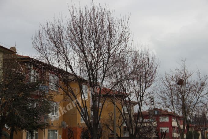 Yalancı baharda ağaçlar çiçek açtı