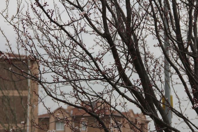 Ağaçlar yalancı bahara aldandı