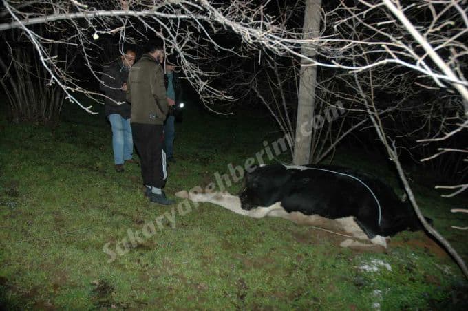 SEDAŞ'ın ihmâli bu kez bir cana mâl oluyordu