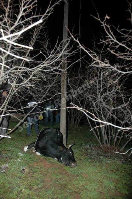 SEDAŞ'ın ihmâli bu kez bir cana mâl oluyordu