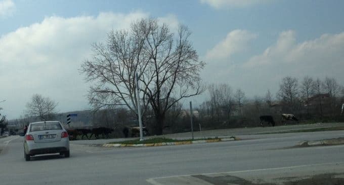 Akyazı'da hayvanlar yola çıktı!