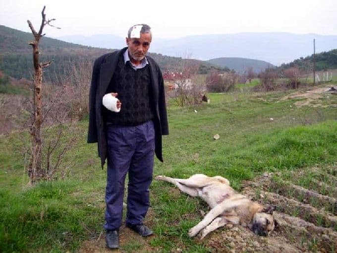 Önce köpekler sonra sahipleri dövüştü
