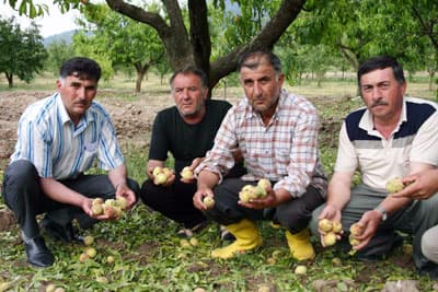 <p><font face="verdana,geneva" size="2">Kozan K&ouml;y&uuml; Muhtarı Mustafa G&uuml;ner de ceviz b&uuml;y&uuml;kl&uuml;ğ&uuml;nde yağan dolu nedeniyle mahsullerinin tamamına yakınının zarar g&ouml;rd&uuml;ğ&uuml;n&uuml; ifade etti. G&uuml;nen, <font color="#cc0000">&quot;Domates, biber, kabak, kiraz, şeftali, ayva, elma, erik, &ccedil;ilek ve &uuml;z&uuml;m bağları tamamen yok oldu. Mahsul&uuml; tarladan toplayamadan zarar g&ouml;rd&uuml;. &Ccedil;ift&ccedil;i perişan durumda, ne yapacağını bilmiyor. Devletten yardım eli bekliyoruz. Banka ve tarım kredi bor&ccedil;larımızın ertelenmesini istiyoruz.&quot;</font>dedi. </font></p><p><font face="verdana,geneva" size="2">Bozalan K&ouml;y&uuml; Muhtarı Mehmet &Uuml;nalır ise dolu yağışında k&ouml;ydeki t&uuml;m sebze ve meyvelerin zarar g&ouml;rd&uuml;ğ&uuml;n&uuml; dile getirdi.</font></p>