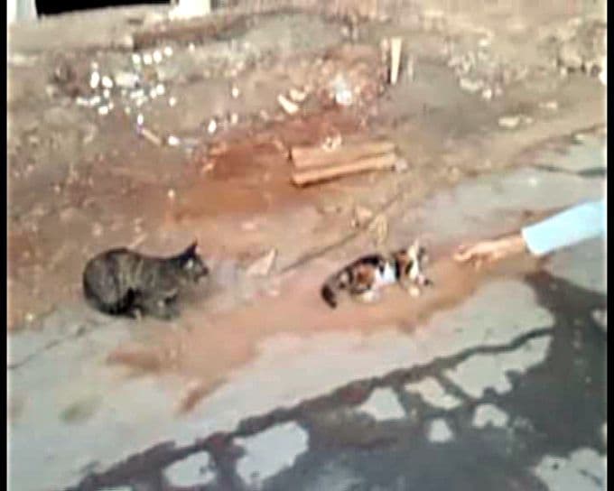 Ölen dişisinin başında saatlerce bekledi