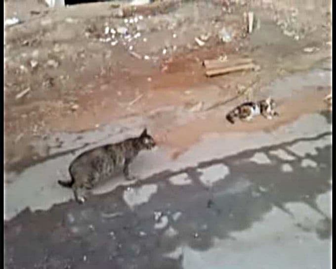 Ölen dişisinin başında saatlerce bekledi