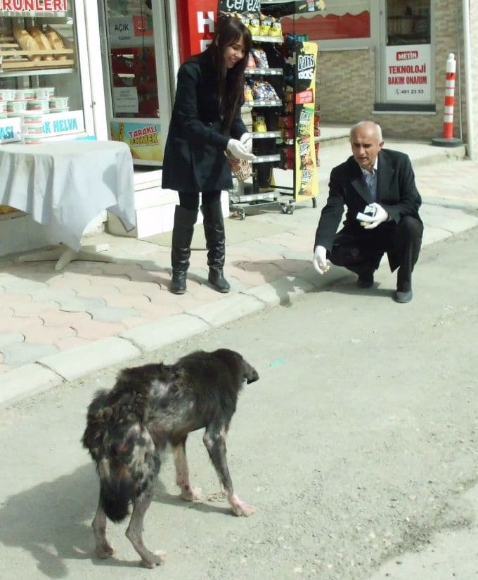 Taraklı'da sokak köpeklerine uyuz aşısı