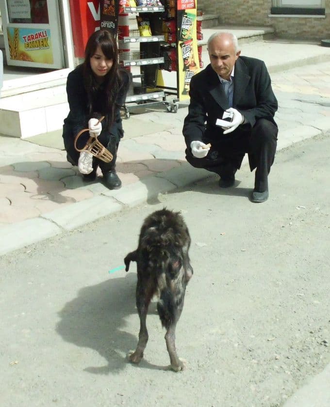 Taraklı'da sokak köpeklerine uyuz aşısı