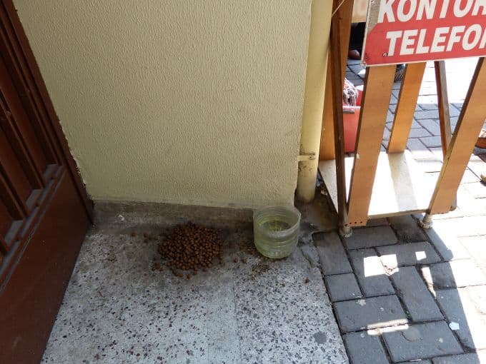 14 köpeğe zehirli yemek verip zehirlediler