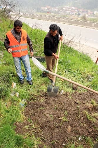 Geyve'de aracın çarptığı yavru ayı telef oldu