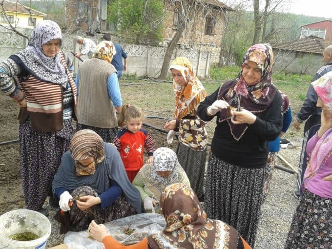 Çilek yetiştirciliği Söğütlü'de gelir kapısı olacak