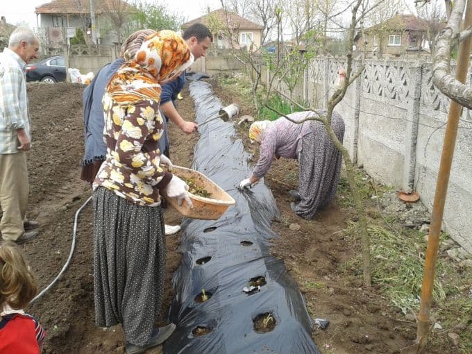 Çilek yetiştirciliği Söğütlü'de gelir kapısı olacak