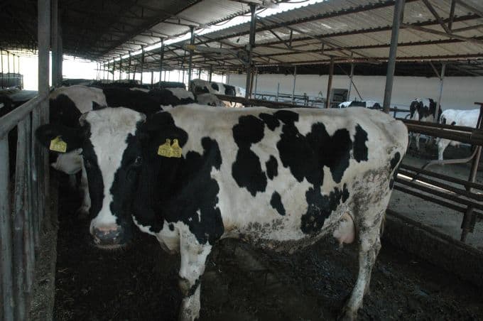 13 yıl aradan sonra Avrupa'ya ihracata hazırlanıyorlar
