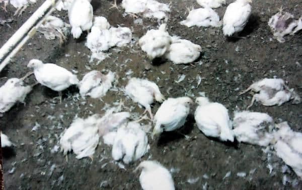 "200 bin hastalıklı tavuk piyasaya sürüldü"