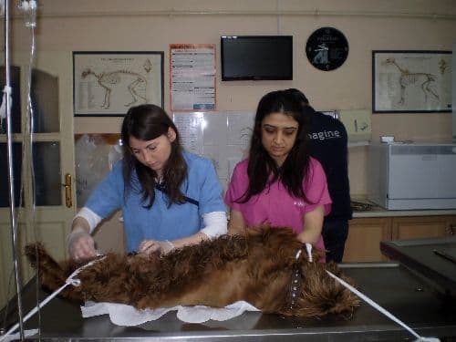 Kansere yakalanan köpeğin göğsünden 1 kilo tümör çıktı