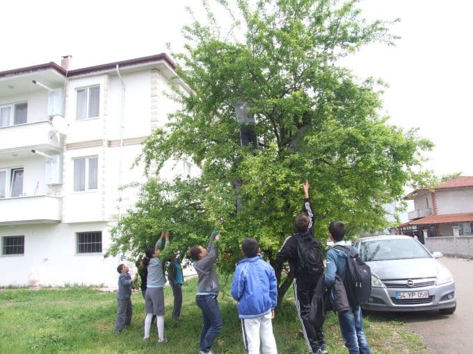 Çocuklar erik ağacına hücum etti