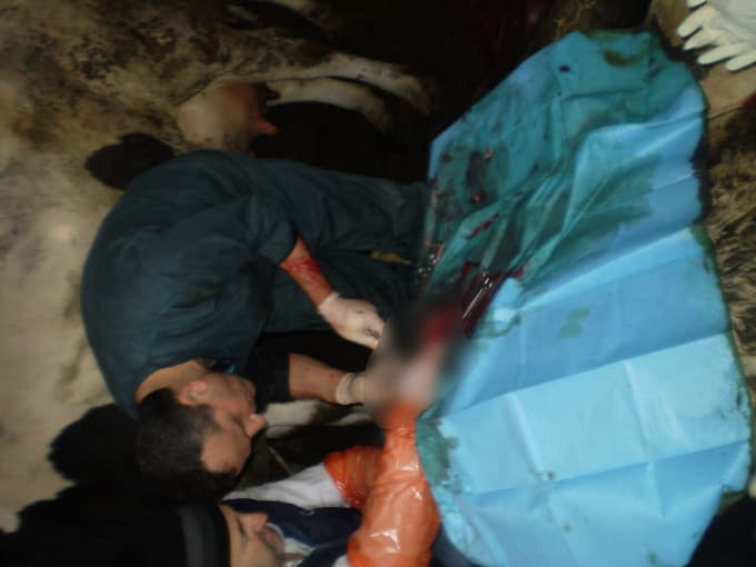 Sancılanan inek, sezeryanla doğum yaptı
