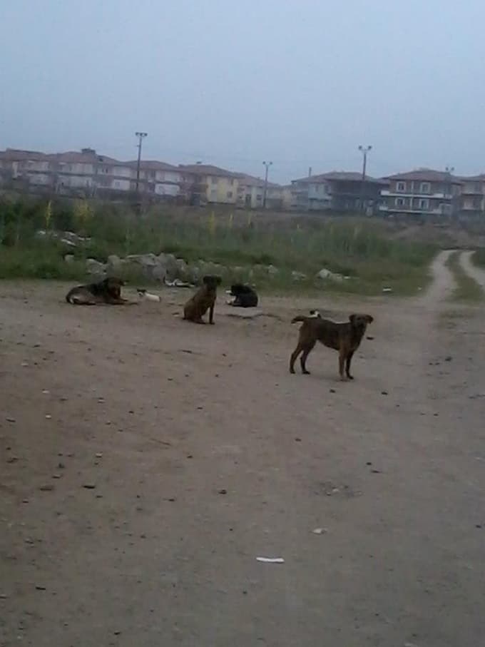 Karasu, köpek istilasına uğradı