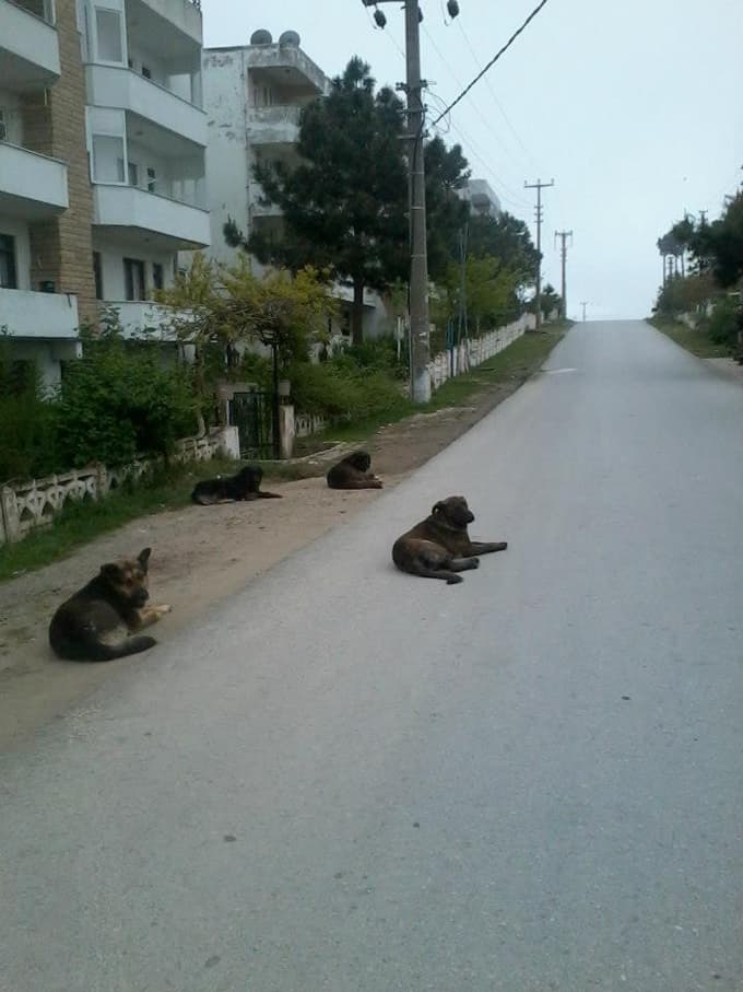 Karasu, köpek istilasına uğradı