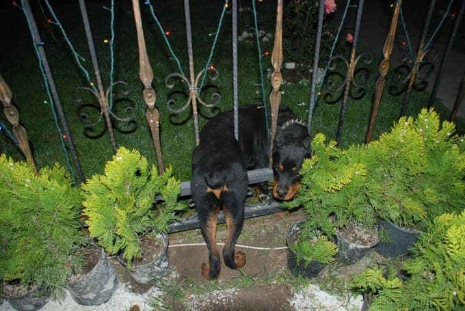 Demire sıkışan köpeği kurtarmak için seferber oldular