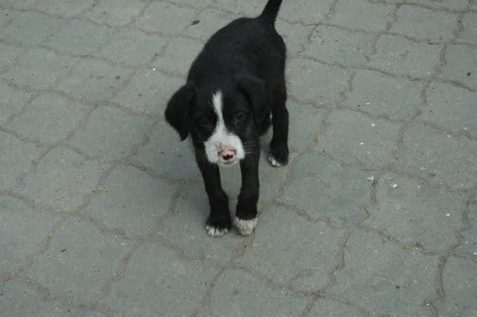 Yavru köpek okulda mahsur kaldı