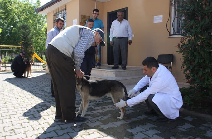 Erenler Belediyesi ücretsiz kuduz aşısına devam ediyor