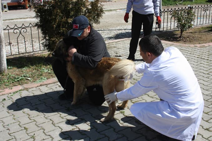 Erenler Belediyesi ücretsiz kuduz aşısına devam ediyor