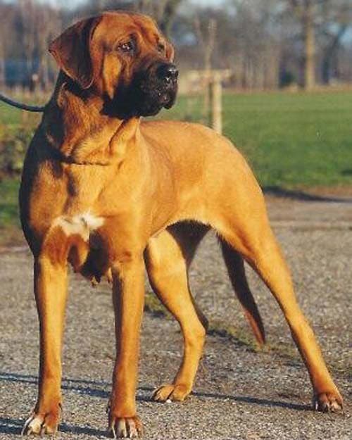Müdürlükten tehlikeli köpek uyarısı