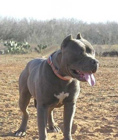 Müdürlükten tehlikeli köpek uyarısı