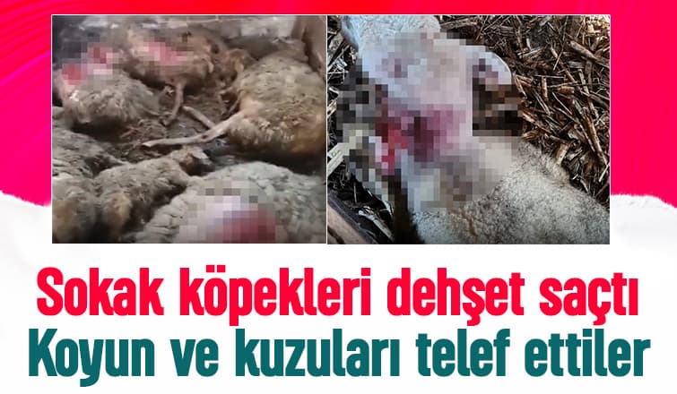 Sokak köpekleri koyun ve kuzuları telef etti