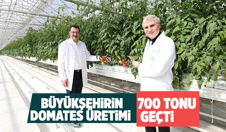 Akyazı'da 700 tondan fazla domates üretimi yapıldı