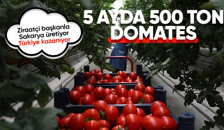 Büyükşehir topraksız tarımla 5 ayda 500 ton domates üretti