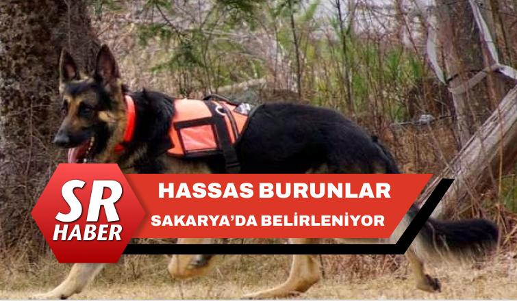 Türkiye'nin En Hassas Burunlu Arama Kurtarma Köpekleri Sakarya'da Belirleniyor