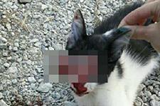 Gözleri oyulmuş kedinin fotoğrafı hayvanseverleri kızdırdı