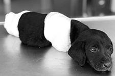 Bacakları kesilen yavru köpek kurtarılamadı