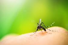 Sivrisineklerden corona virüs bulaşır mı?