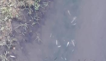 Mudurnu Deresi'nde balıklar ölüyor