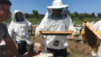 Ana arı üretimi eğitimleri tamamlandı