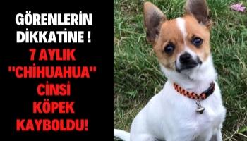 Görenlerin Dikkatine! 7 Aylık "Chihuahua" Cinsi Köpek Kayboldu